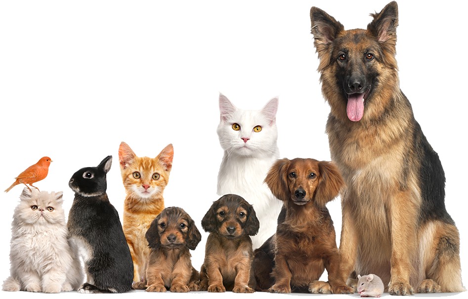 Noa Pet shop Zemun – izlog i proizvodi